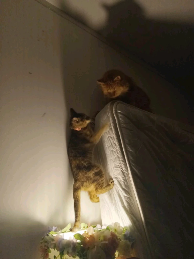 Image uploaded by Qing Mother