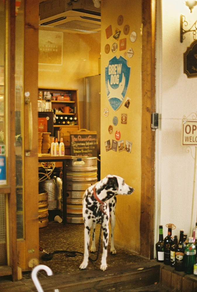 작년에 종로 주얼리타운에서 우연히 지나가다 본 달마시안

I saw adorable Dalmatian last year in…

Jong-Ro Jewlry Town, Seoul