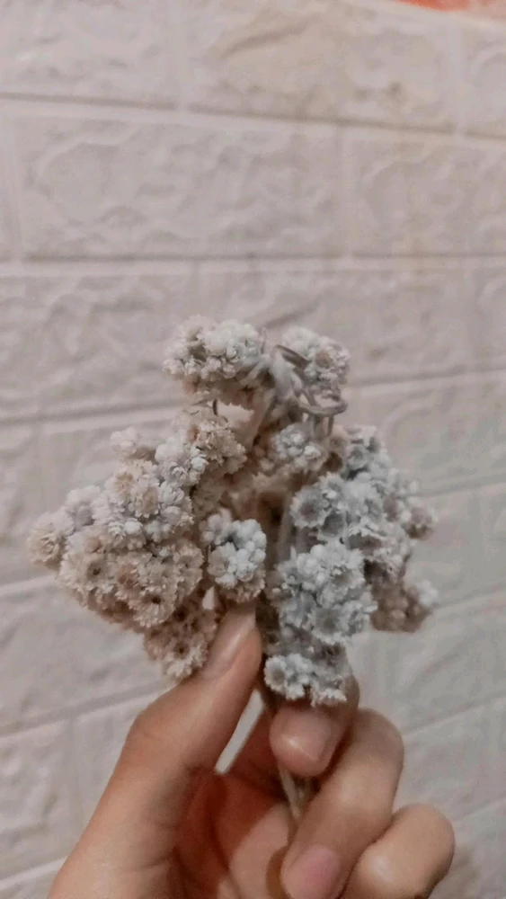 L.Roxanne上傳的圖片