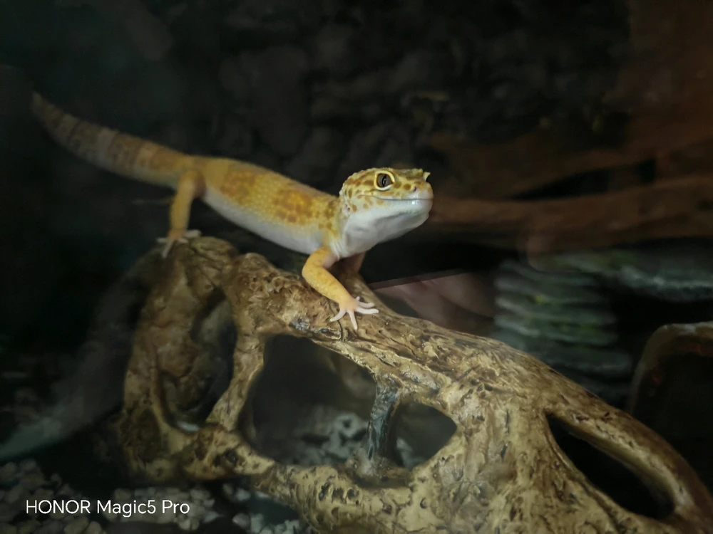 Image uploaded by Soulwave Yap