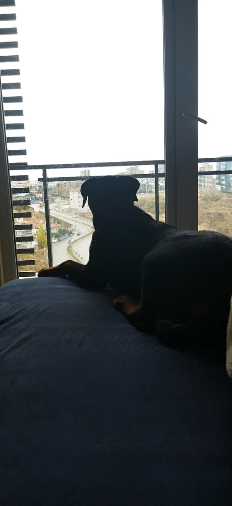 Balbazar tarafından yüklenen görsel