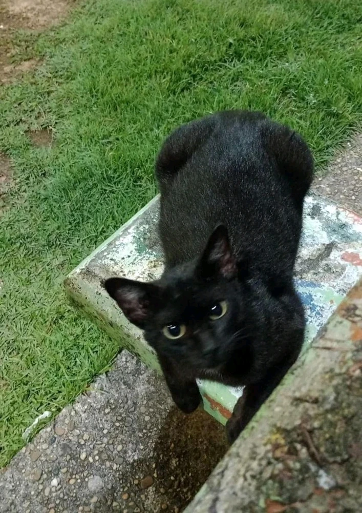 Imagem enviada por Estevinho