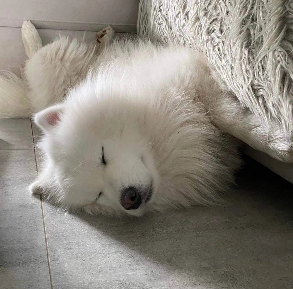 Na lepszy sen śpiąca kulka🐻❄️🤍