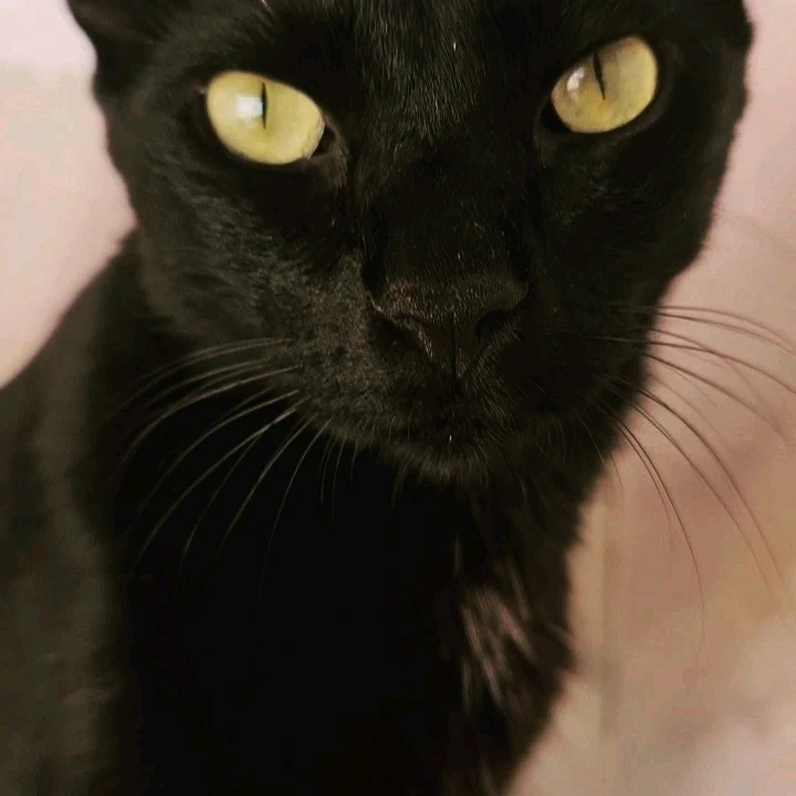 Arthur Alves Stefaniniがアップロードした画像