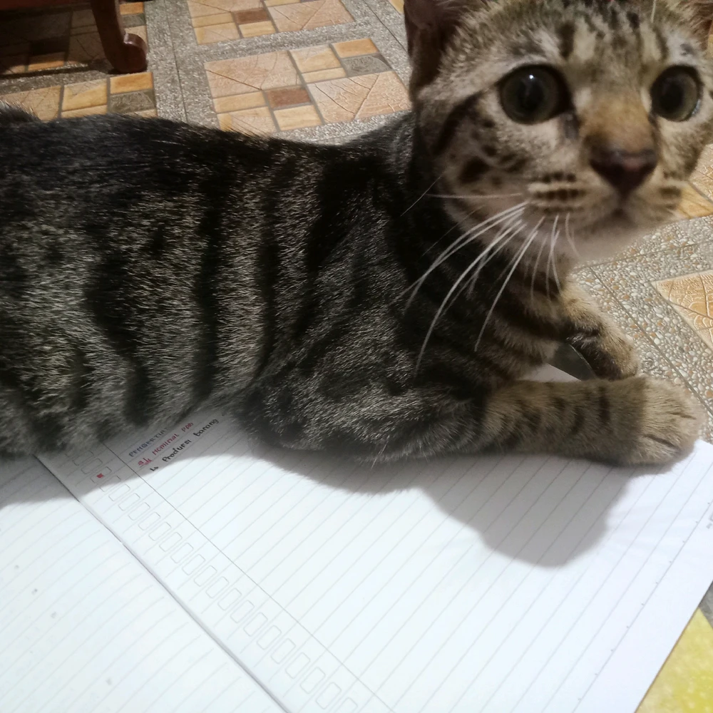 Gambar diunggah oleh Osywaa