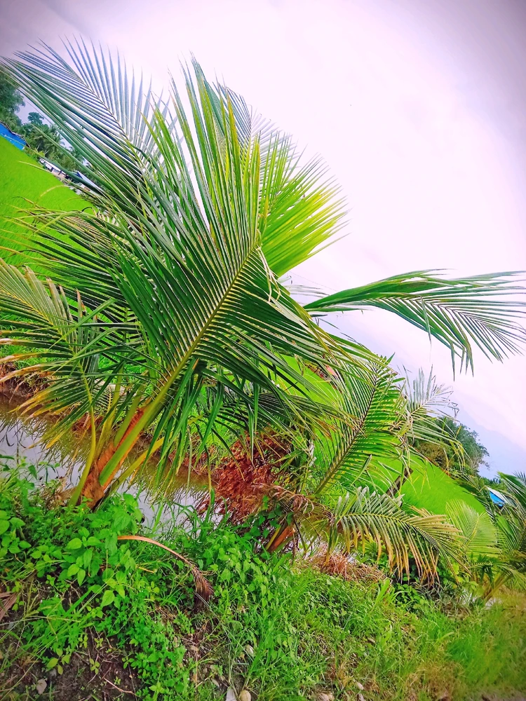 Image uploaded by Quintala