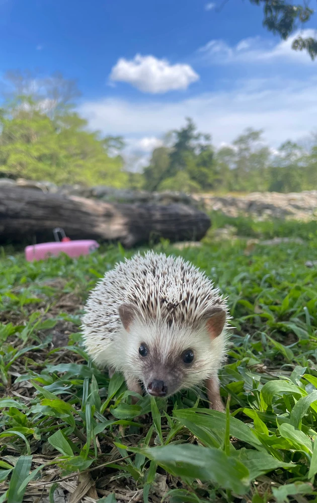 Image uploaded by Kang