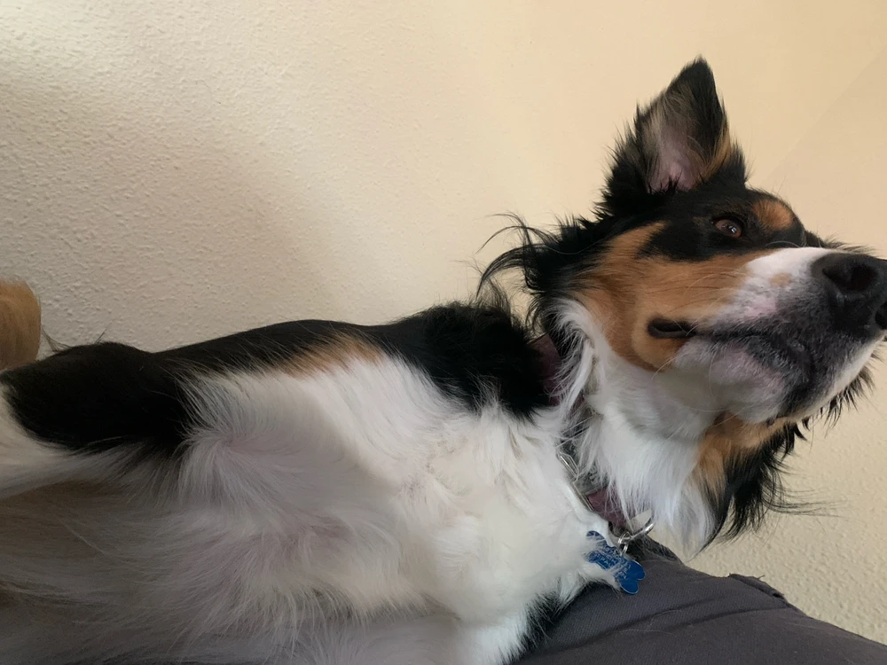 Ned in his most regal of forms 