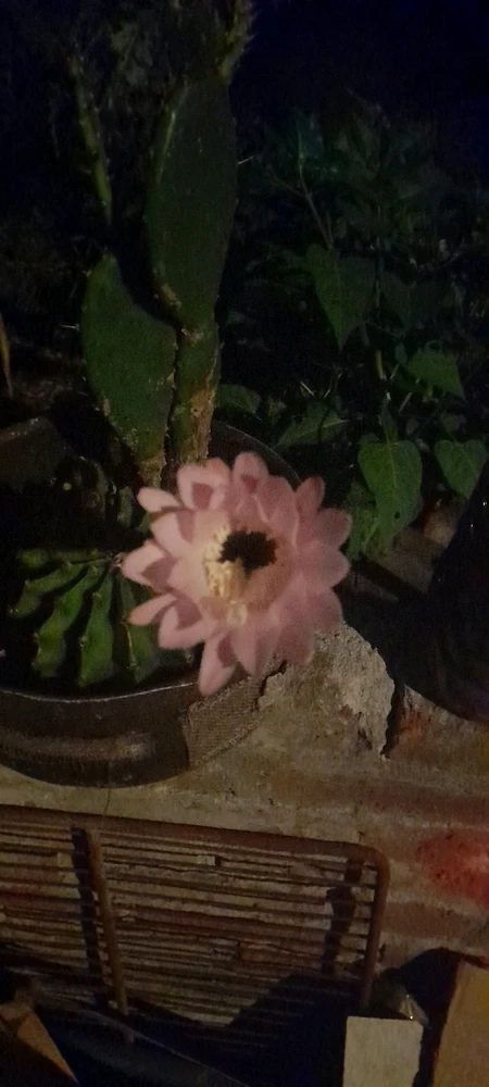 Imagen subida por Yessy