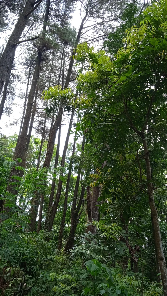 Gambar diunggah oleh Zia