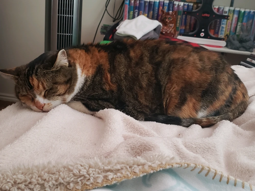 A beautiful kitty with a calico coat. What breed? Uhhh good question 😅