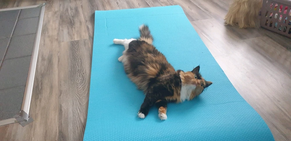 Bild hochgeladen von Isabell