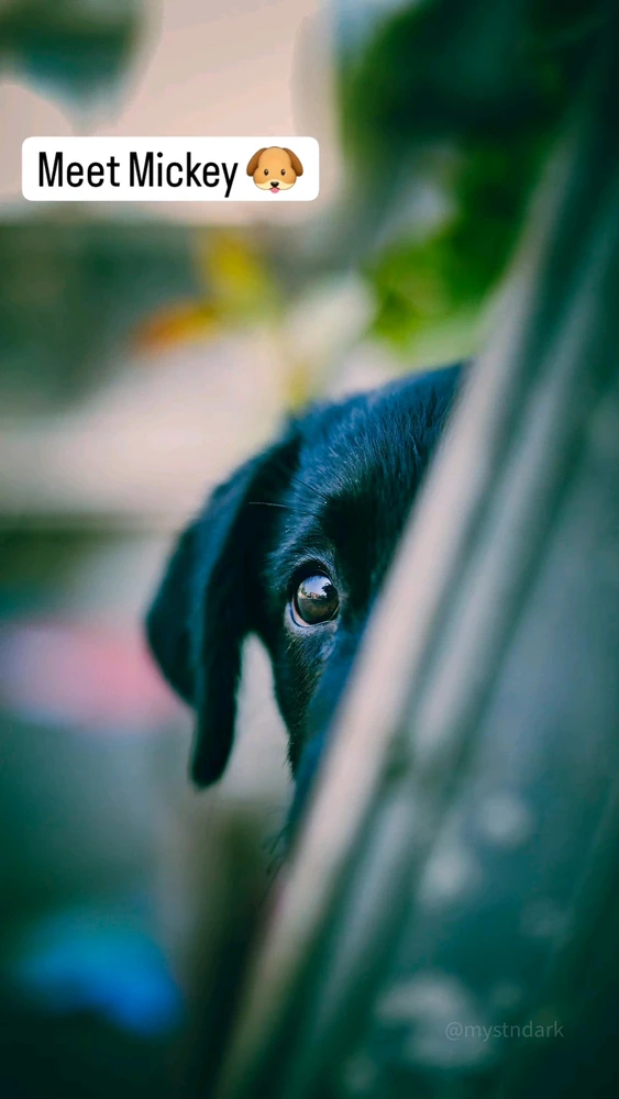 Image uploaded by Anakin