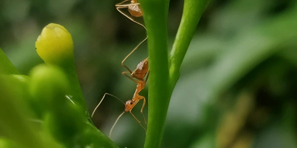 Image uploaded by Akshay Chandran B