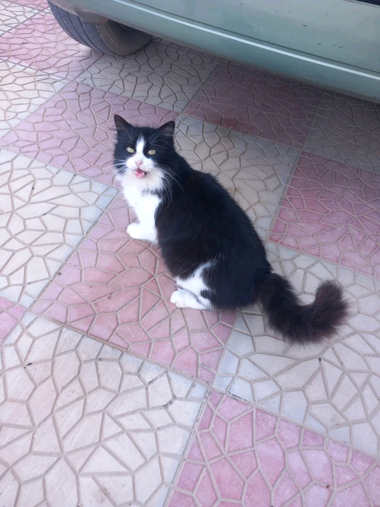 Immagine caricata da Mark Caltagirone