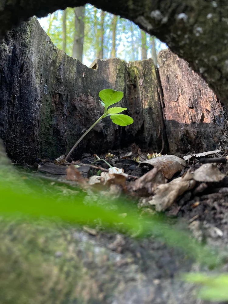 Зображення завантажив Sergii