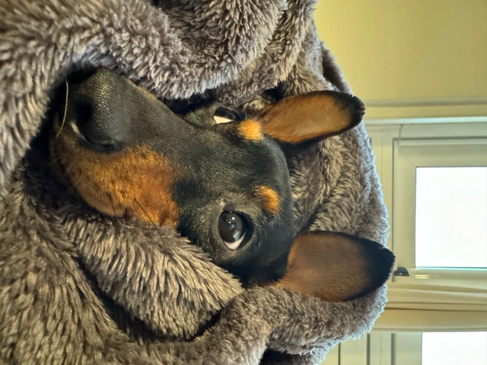 La meva gossa es un dimoni però es fa la bona 😂