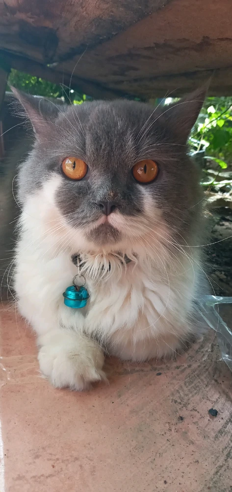 Gambar diunggah oleh Meg