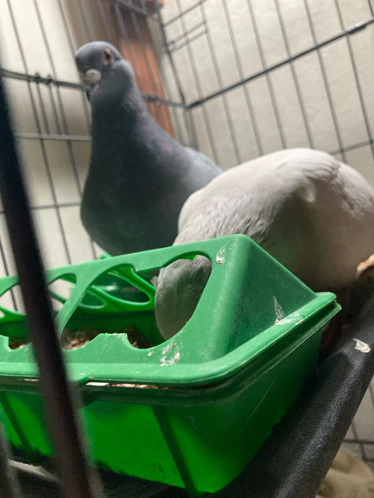 Gambar diunggah dening Ethan