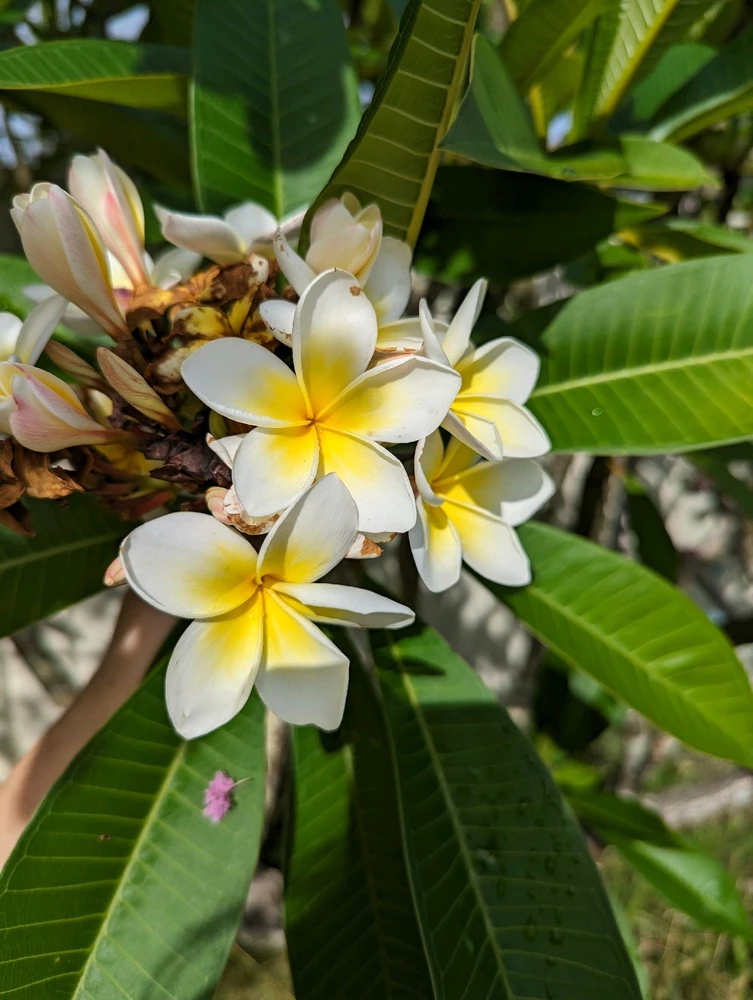 Frangipani in Australian Summertime lighting! Vibrant yellows and greens. 💛 💚 Emitting a fabulous tropical scent. 