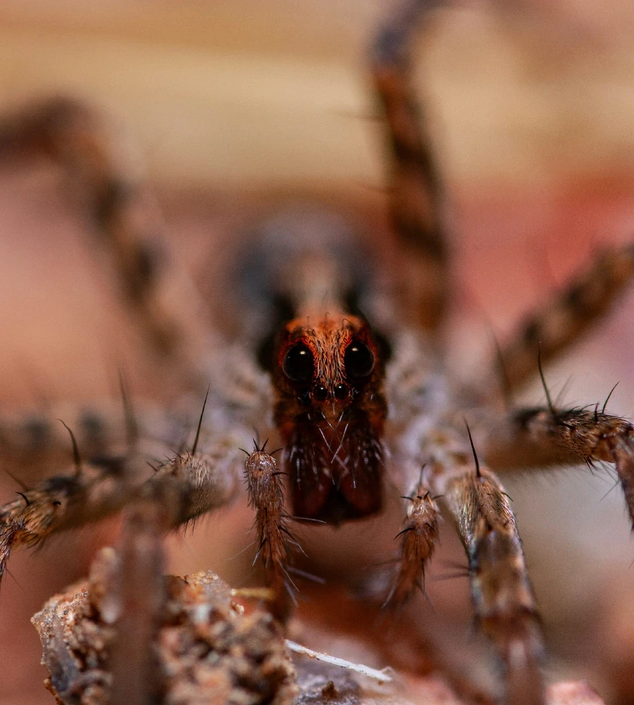 Image uploaded by Bradley