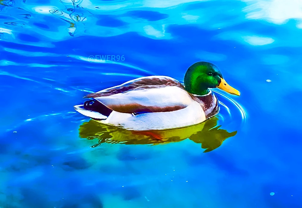 Imatge pujada per Ewerton