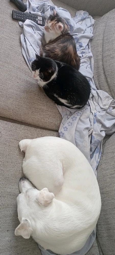 Suki en blanc 4 ans
Bébé Chat en noir et blanc 6 ans
Tifa multicouleurs 1 ans et demi