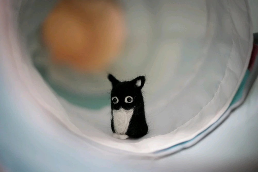 The cat cretur