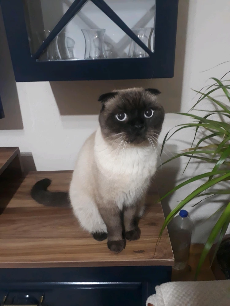 ✧༺  𝐀𝐋𝐢 ༻✧ tarafından yüklenen görsel