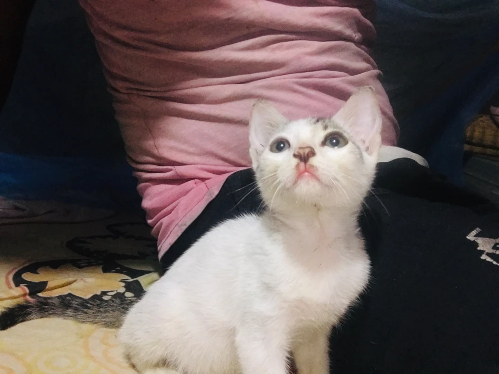 𝐑๏ℓ𝔢𝕩 আপলোড করেছে