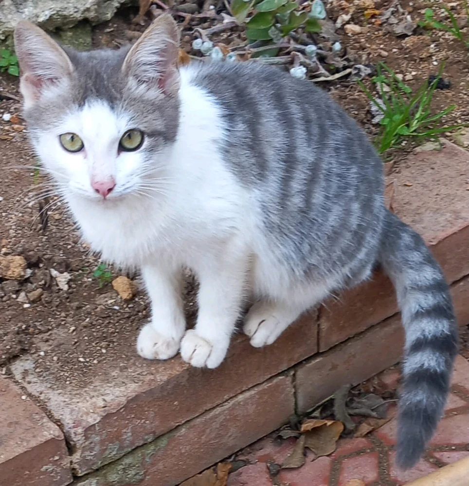 Immagine caricata da Mark Caltagirone