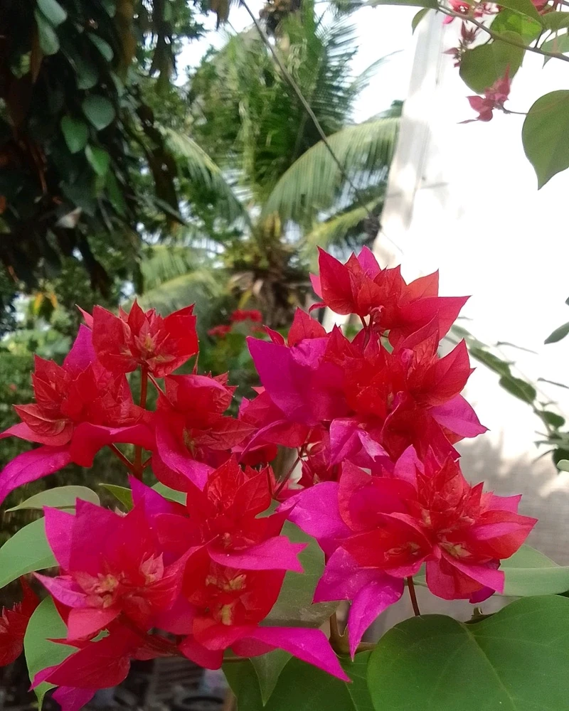 Image uploaded by Marvie