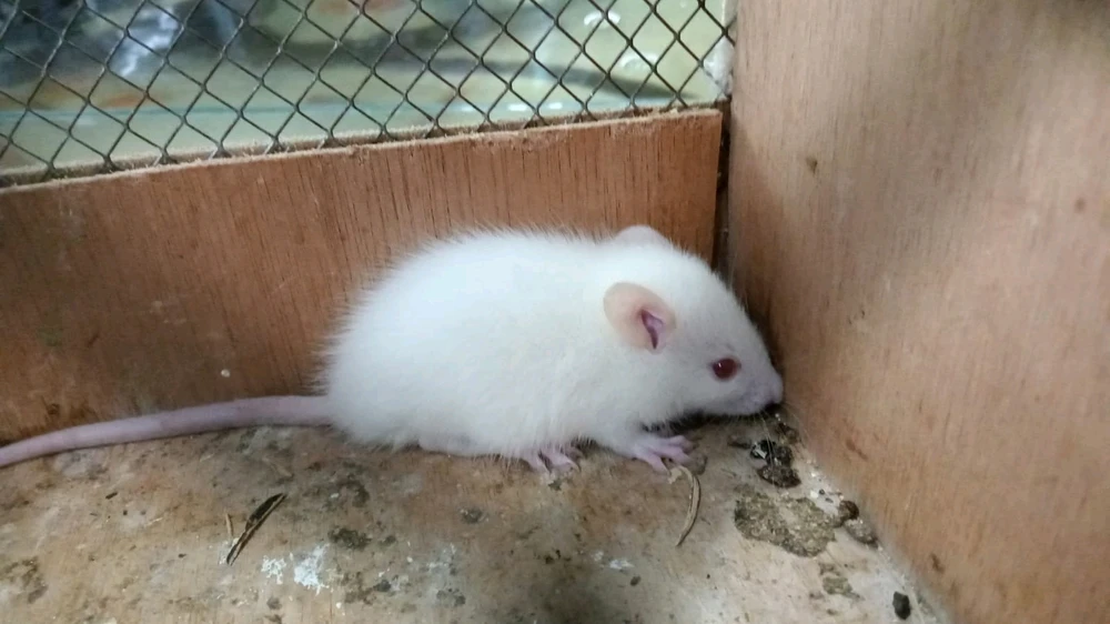 Imagen subida por Juan David