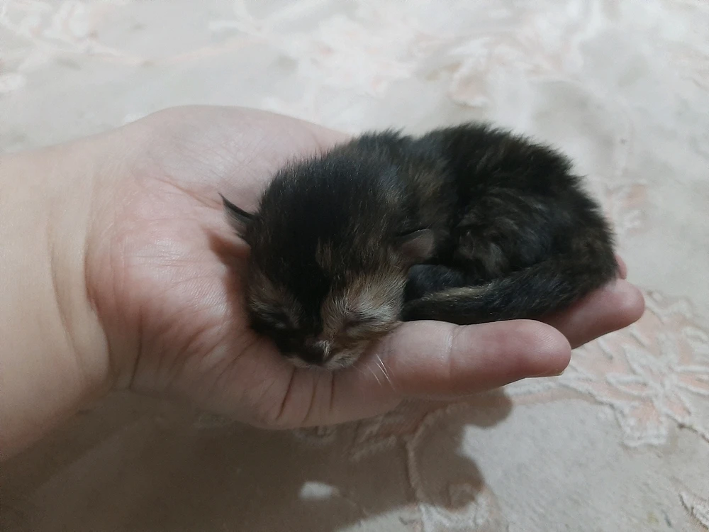Image uploaded by Najihah