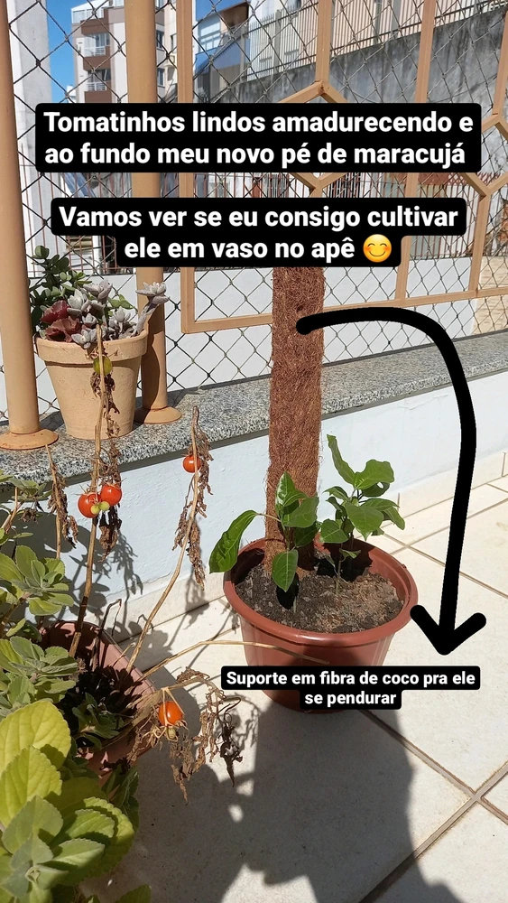 Imagem enviada por Kali