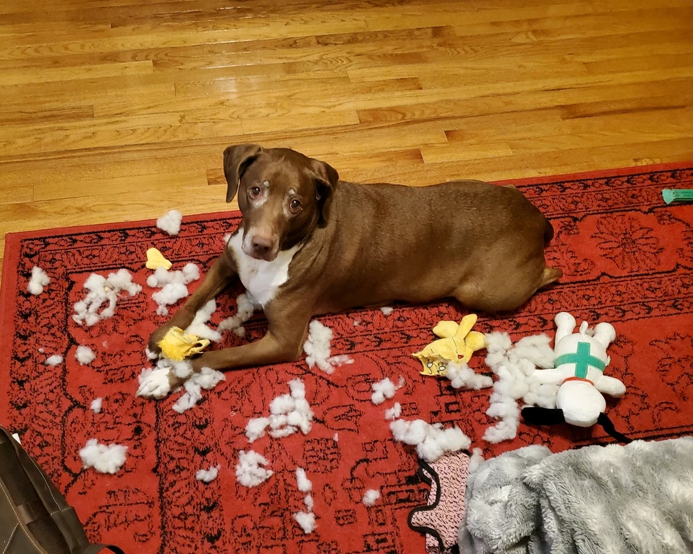 a large brown dog on a red rug.
debris from a destroyed toy lies scattered about.