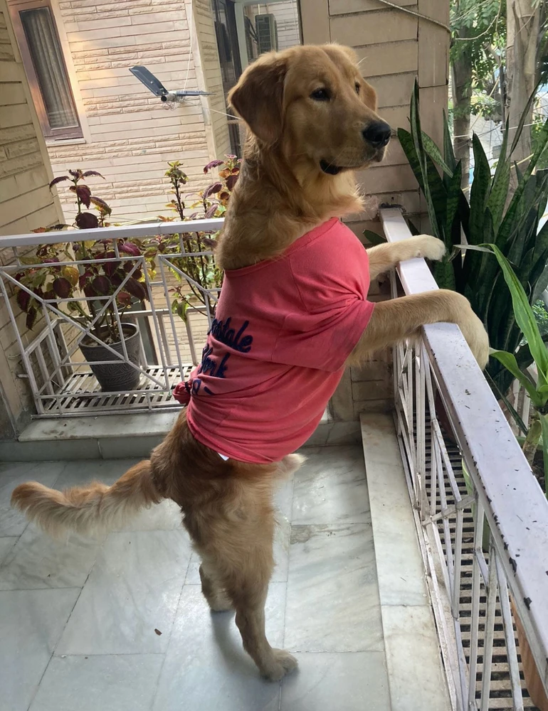 Image uploaded by Noral