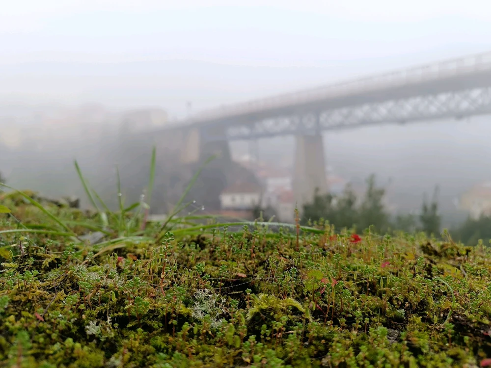 Nebuloso
Todos los derechos pertenecen a @fenixt_rm