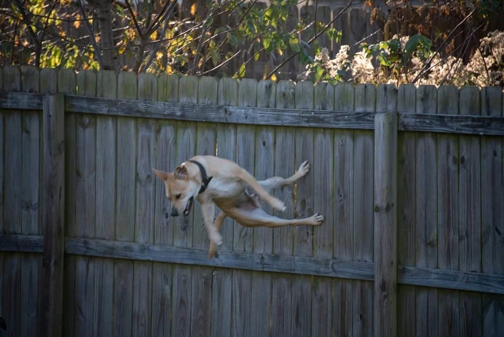 Image uploaded by Yamil Rivera