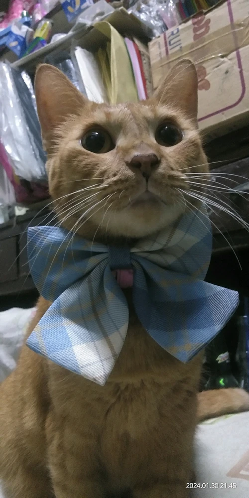 I-upload ni Nyla ang larawan