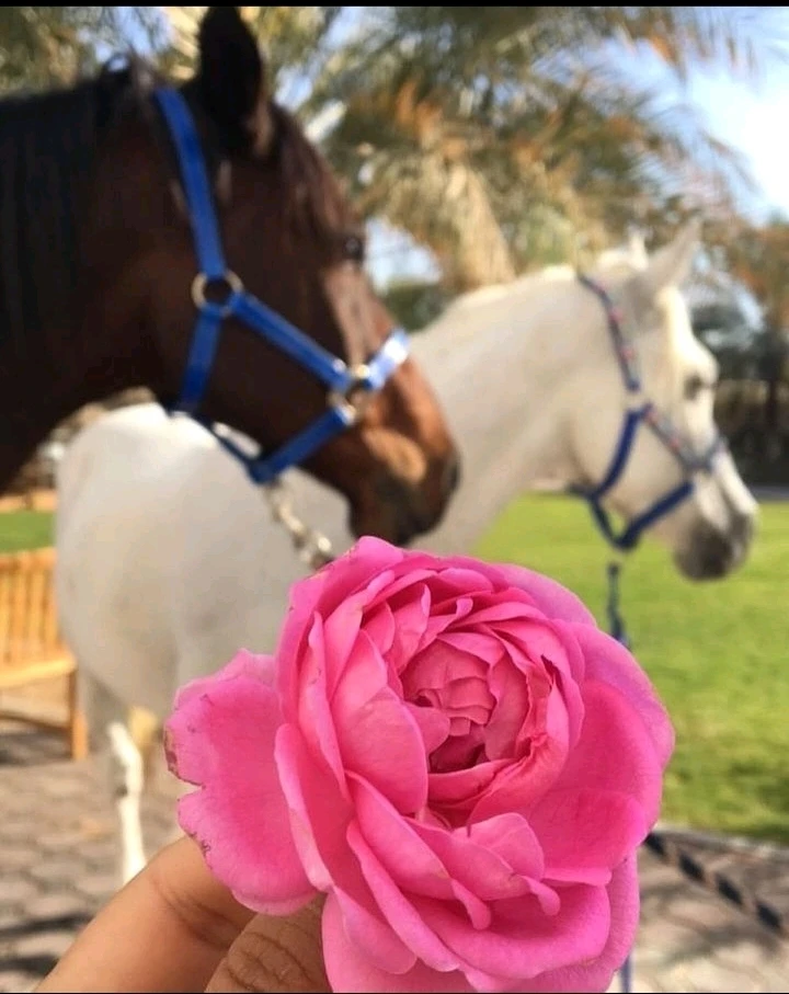 صورة رفعها Nour