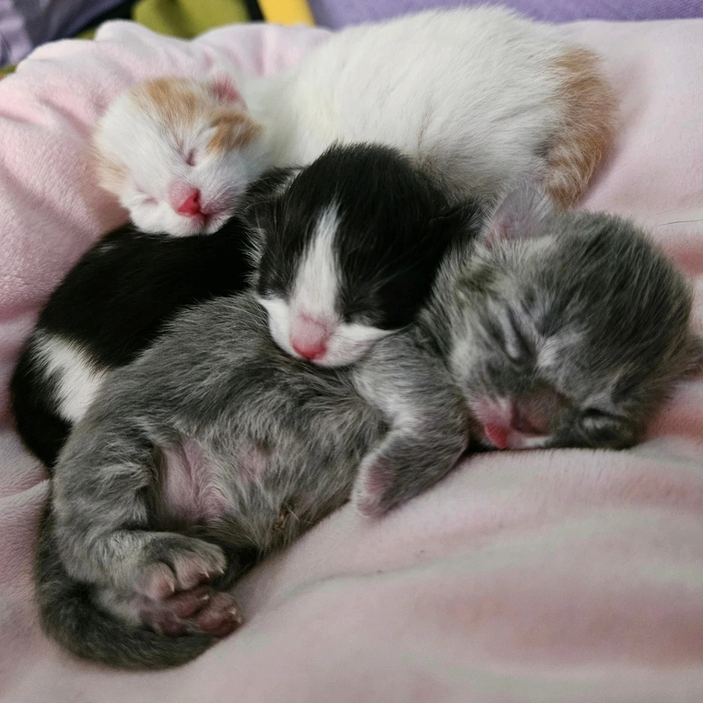 Three kittens that are 3 days old are cuddling together. White and orange tabby, tuxedo, and gray tabby