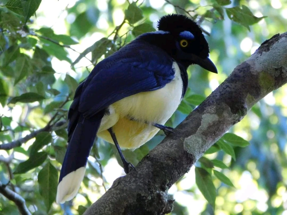 Image uploaded by Yanina