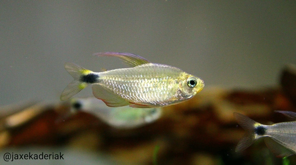 Obrázek nahrál Jaroslav