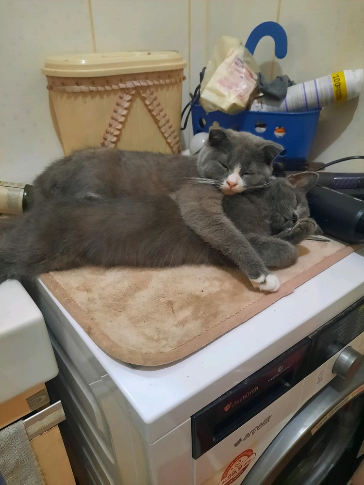 Serdinç tarafından yüklenen görsel