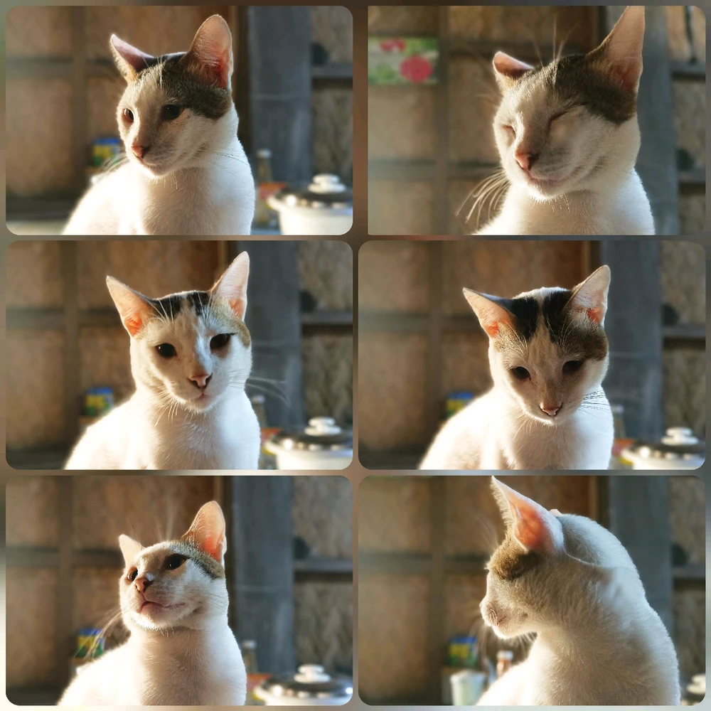 Handsome cat. He definitely knows how to pose 😂