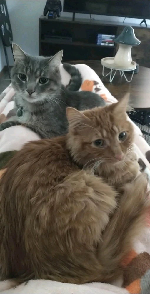 Image uploaded by Brooke