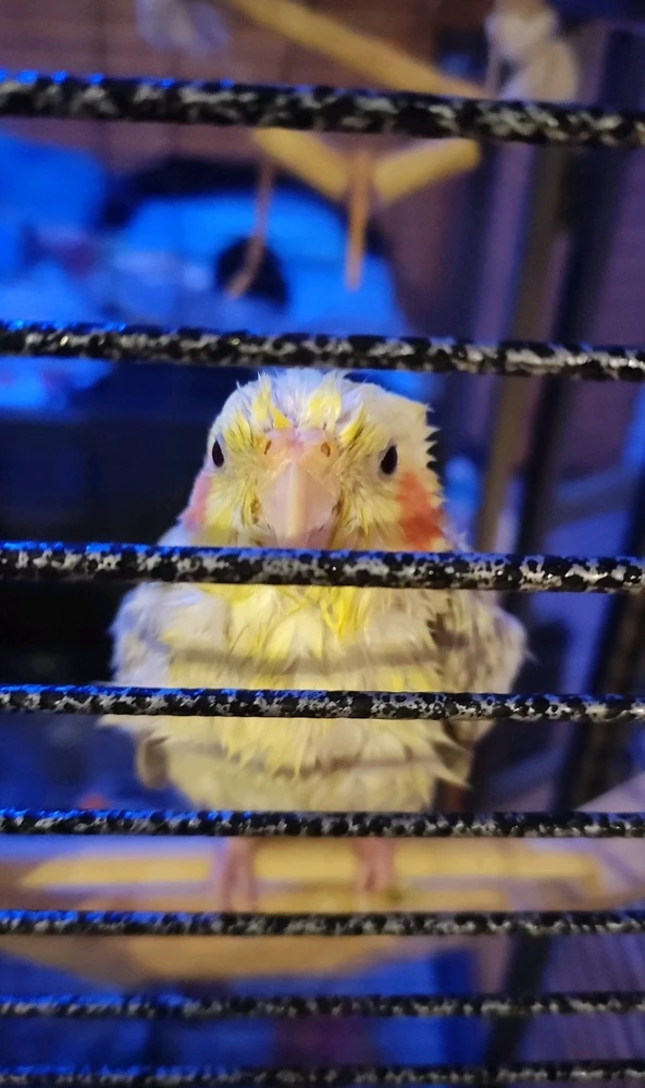 Immagine caricata da Mikee