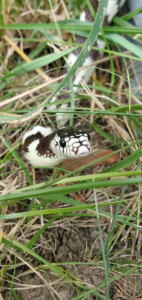 Gambar diunggah dening Amelia