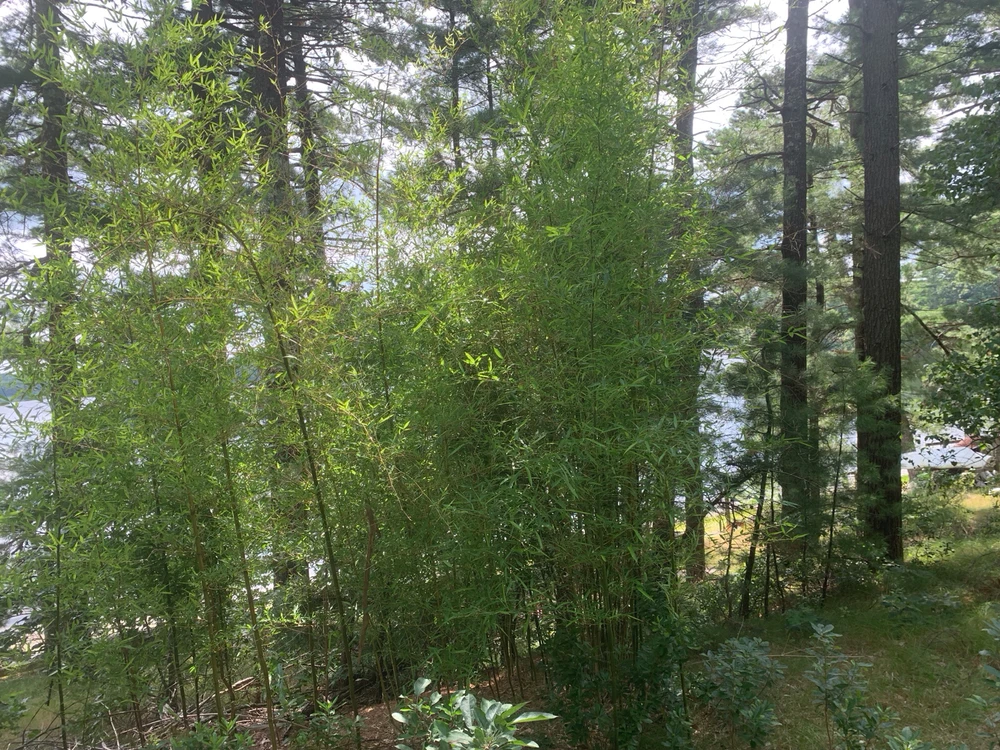 Image uploaded by Clifford L.